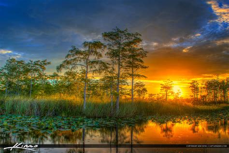 Florida Wetlands Sunset Cypress Tree Landscape Hdr Photography By