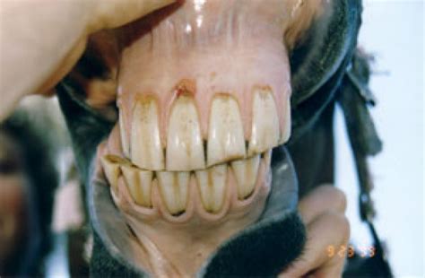 Equine Dentistry Some Basic Anatomy And Physiology Tips And Info Evds