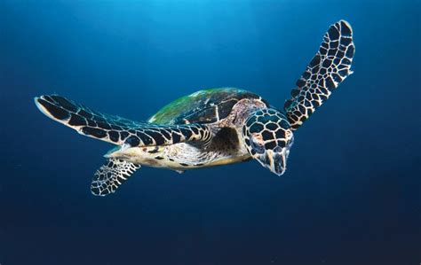 Hawaiis Other Sea Turtle Maui Ocean Center