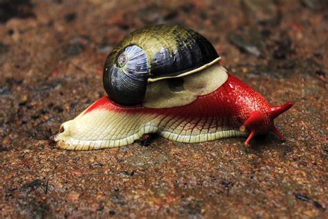 Vibrant Red Snail Found It Near Abbe Falls Coorg Sandhya Kashyap