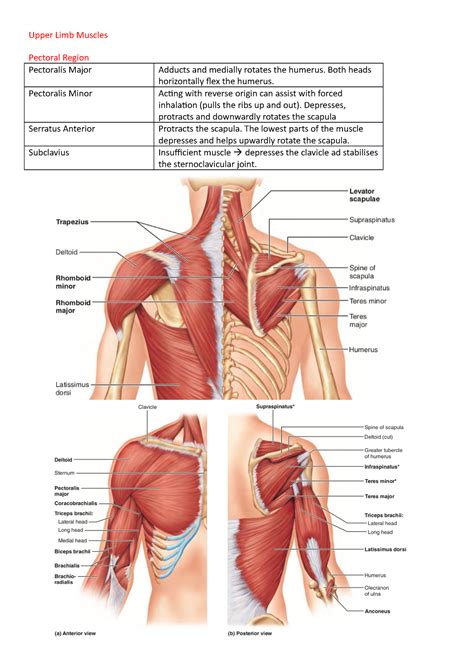 Muscles Of The Upper Limb Upper Limb Muscles Pectoral Region