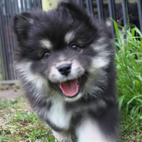 Finnish Lapphund Breed Guide Learn About The Finnish Lapphund