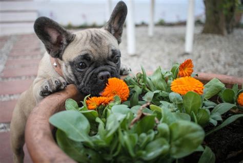 Allergies to cats are one of the most common allergies among individuals. Pollen allergy - is my dog allergic to flowers?