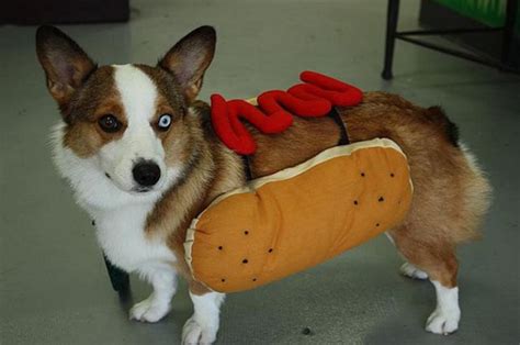 Corgi costume halloween illustrations & vectors. The Only Cute Corgi Halloween Costume Post (90 pics ...