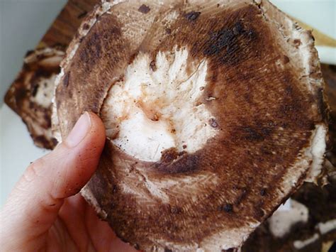Now cut off the stem with a knife, don't pull on them you might break your mushroom cap! How To'sday: Cleaning a Portobello Mushroom - ***DEV Yum ...