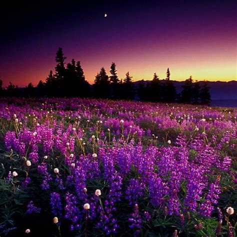 Purple Fields Beautiful Landscapes Nature Beautiful Nature
