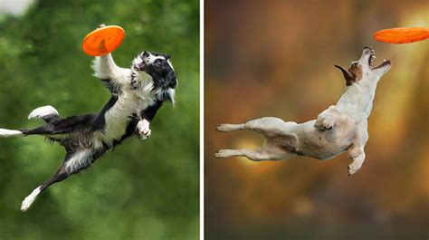 Photographer Captures Dogs In Mid Air Jumping To Catch