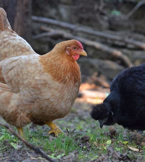 Introducing New Chickens To Your Flock Proven Step By Step Method