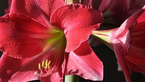 Pink flowers that grow from bulbs. Amaryllis: How to Grow Amaryllis Bulbs | Gardeners.com