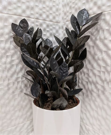 Zz Plant Care Light Zz Plant Low Light Easy Care Indoor Plant For