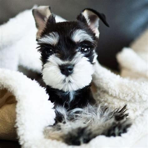 Feel free to post your own pictures! Many (Not so Miniature) Facts About Miniature Schnauzer ...
