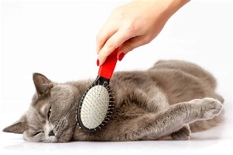 Best Cat Brush And Furminator In 2019 For Short And Long Hair Goodcatlife