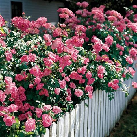 Simplicity Hedge Rose