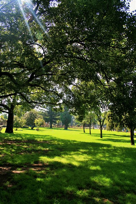 Park Scene With Trees Free Stock Photo Public Domain Pictures