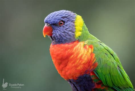 Beautiful Images Of 20 Iconic Australian Birds Bird Photography