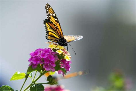 Adm To Create Monarch Butterfly Habitat The Gazette
