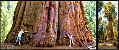 9 Facts About Giant Sequoias Tree That Will Surprise You