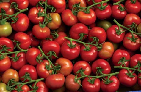 Exportations De Tomates Le Maroc Dans Le Top Mondial Infom Diaire