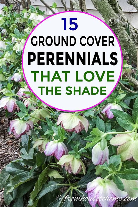 15 stunning perennial ground cover plants that thrive in the shade shadeplantsperennial
