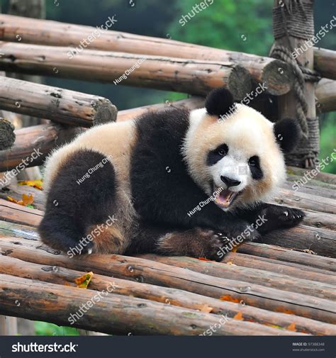 Giant Panda Bear Showing Teeth Stock Photo 97388348 Shutterstock