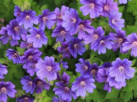 Top 55 Types Of Blue Flowers With Names And Pictures
