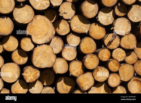 Stacked Timber In A Dutch Forrest Stock Photo Alamy