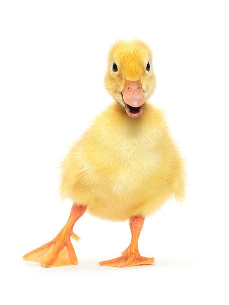 Baby Duck Pictures Images And Stock Photos Istock