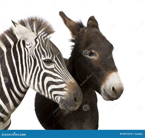 Zebra And Donkey Stock Photo Image Of Communication White 8551618