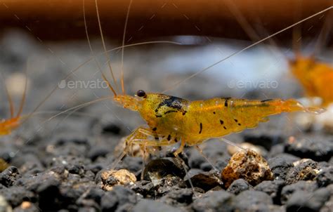 Orange Tiger Shrimp Look For Food In Aquatic Soil Tangerine Tiger