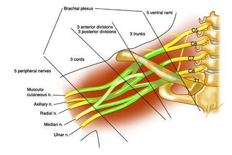 The Brachial Plexus