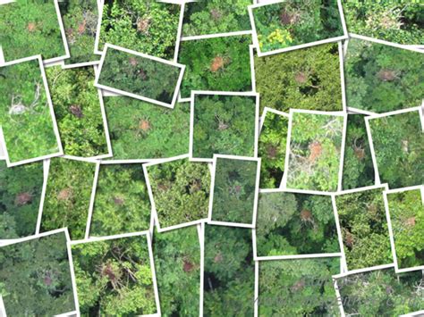 Next Big Idea In Forest Conservation Using Drones To Catch Poachers