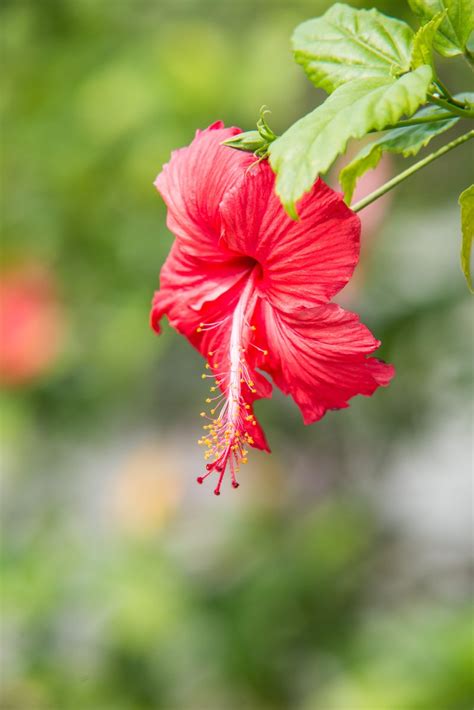 Hibiscus Flower Free Photo Download Freeimages