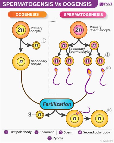 Ootid Oogenesis Spermatogenesis Pembentukan Gametogenesis Gamet Meiosis