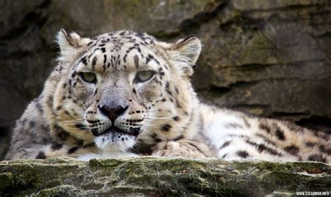 Marwell Zoo Snow Leopard Davidgsteadman Flickr