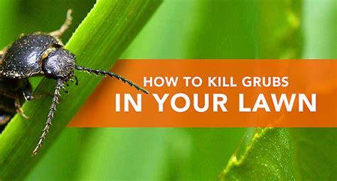 How To Kill Grubs In Your Lawn