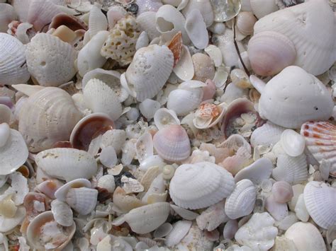 Florida Seashells ~ Gulf Coast Sea Shells Coast Nature