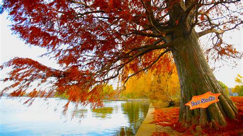 Autumn Willow Pond Screensaver And Live Animated Wallpaper For Windows And Android