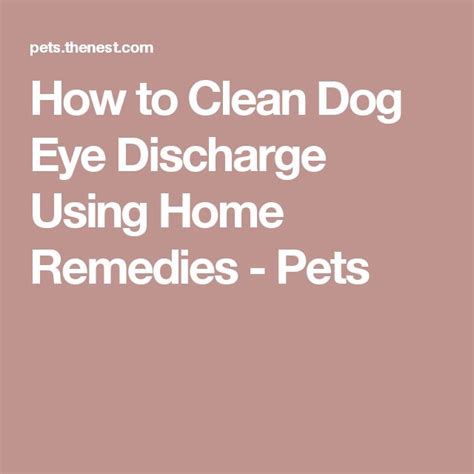 How To Clean Dog Eye Discharge Using Home Remedies Dog Eyes Home