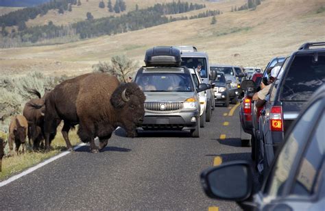Yellowstone Park Vehicle Traffic Nearing Capacity The Spokesman Review