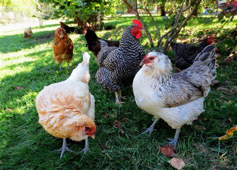 Here's how to do it the right way. Pros and Cons of Backyard Chickens