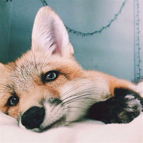 It has blue eyes! (With images) | Animals beautiful, Funny fox, Cute fox