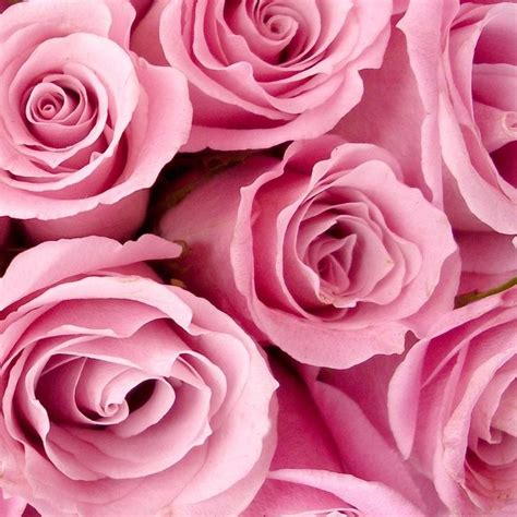 72 Best Pink Roses The Most Beautiful Flower In The