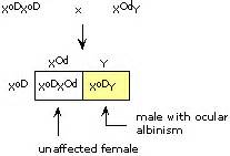 Homologous chromosomes (homologues), the two chromosomes in a pair of autosomes, are composed of similar (but not identical) dna sequences. 14.1 Human Chromosomes Answers + mvphip Answer Key