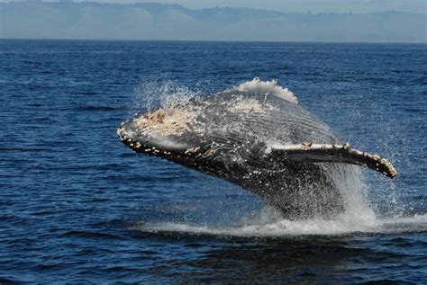 Filehumpback Whale Breaching 1820 The Work Of Gods Children