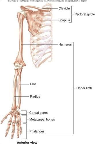 Ap 7 Skeleton Part 7 Upper Appendicular Skeleton Flashcards Quizlet