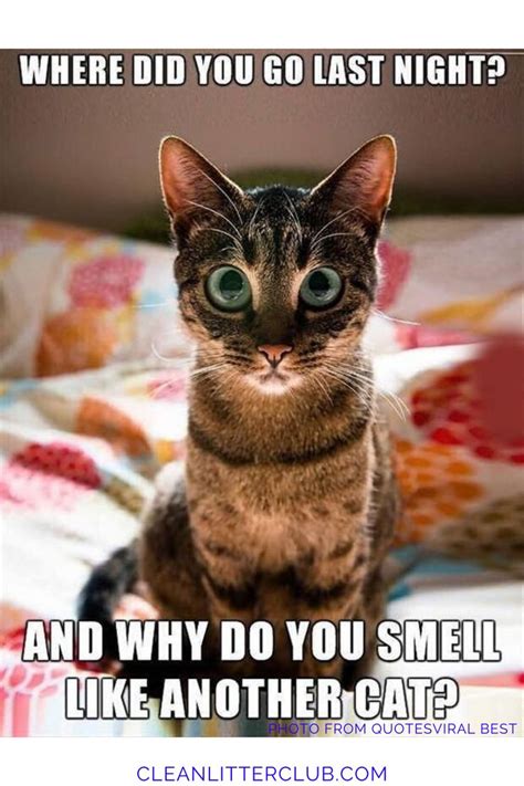 Funny Kitten Pictures With Words