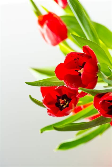 Beautiful Spring Tulips Flowers Stock Photo Image Of Fresh Nature