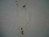 Termite Damage Sheetrock Photos