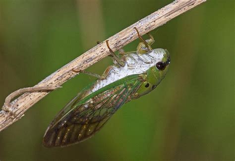 Superb Green Cicada Tibicen Superbus Aka Green Cicada