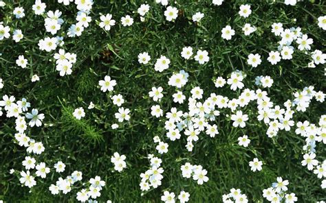 Wallpaper Bunga Bunga Kecil Putih Hijau Musim Panas 1680x1050